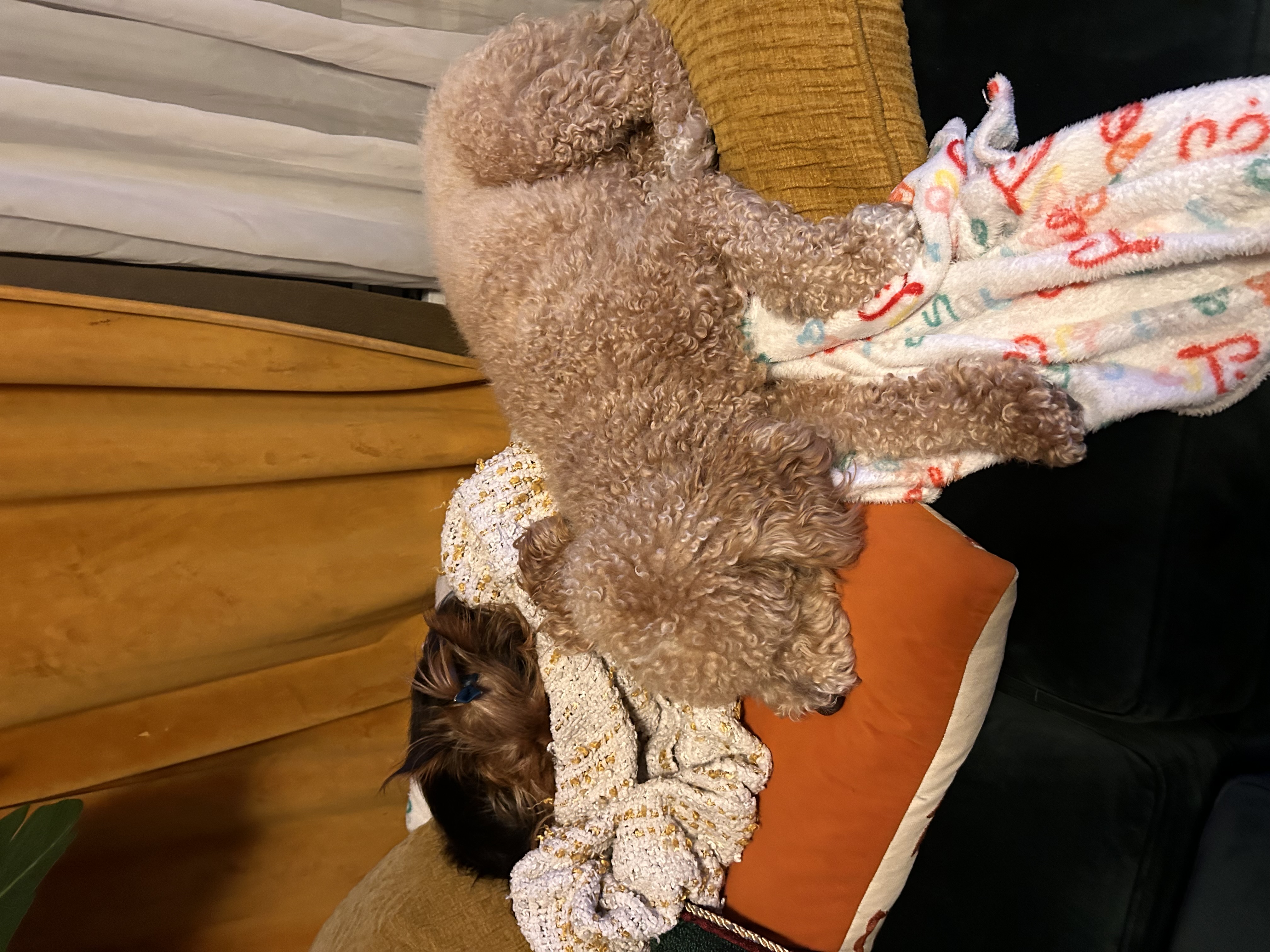 Two dogs resting together on blankets