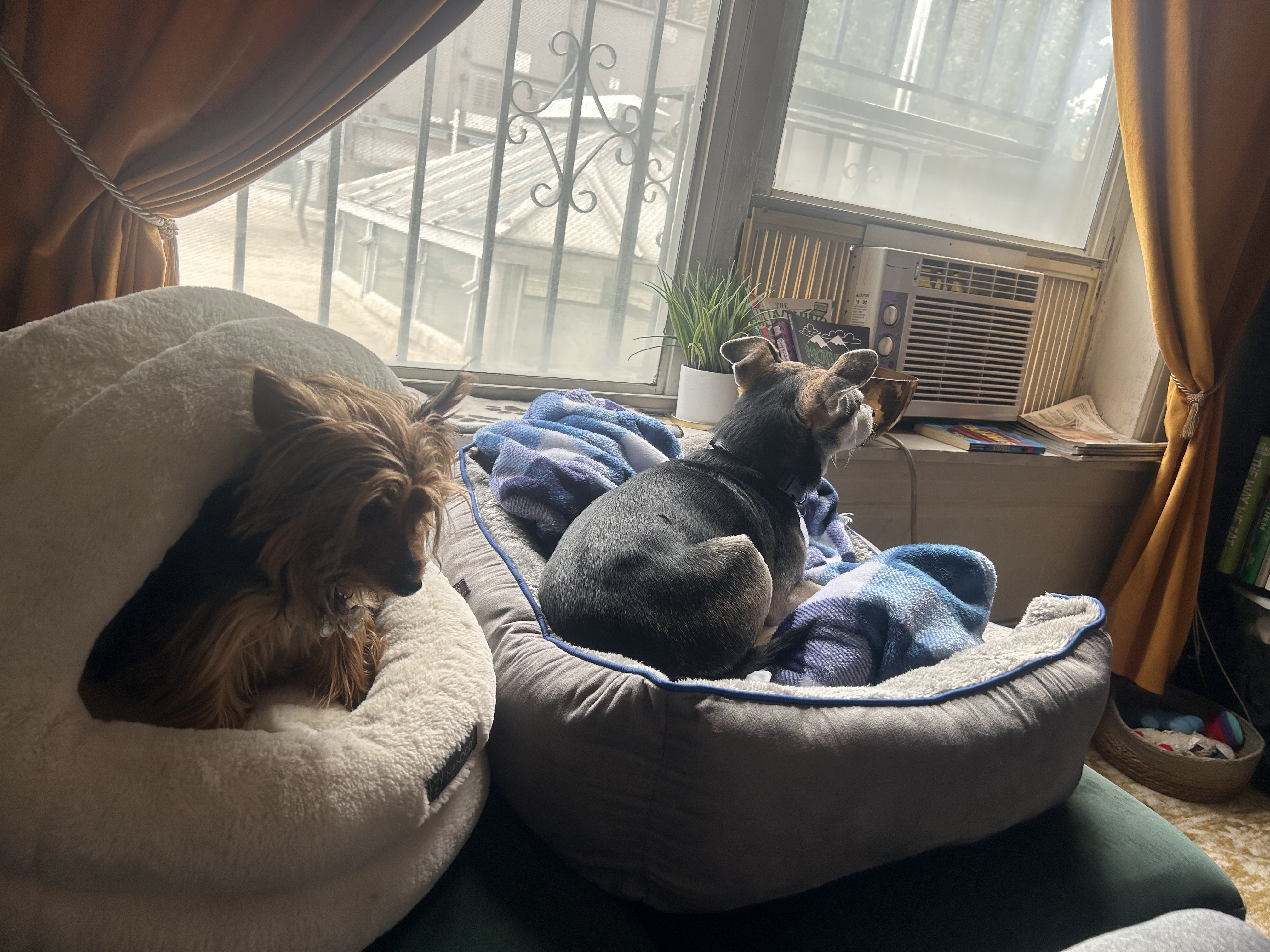 Two dogs relaxing in beds beside the window