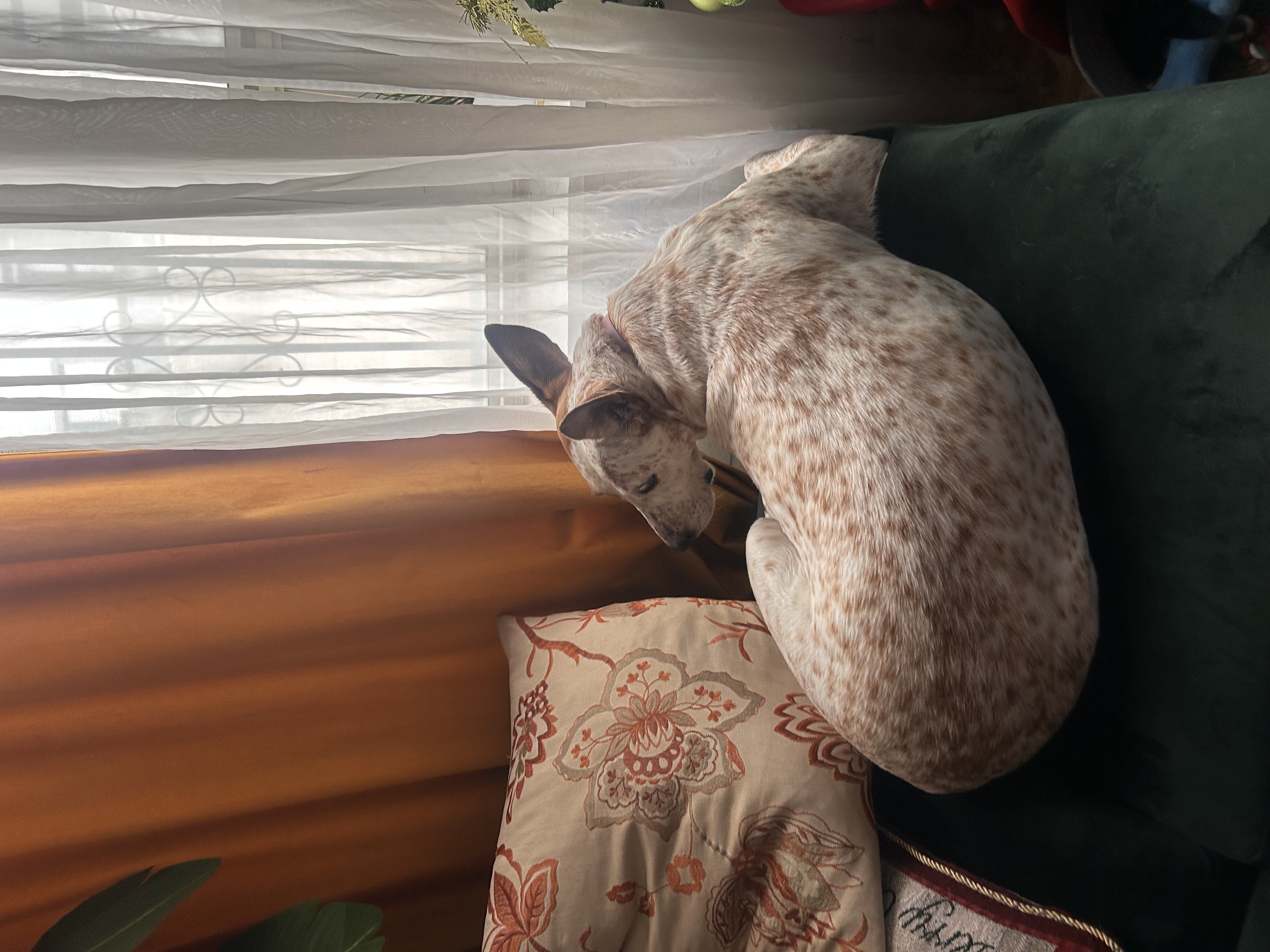 A spotted dog curled up on the sofa