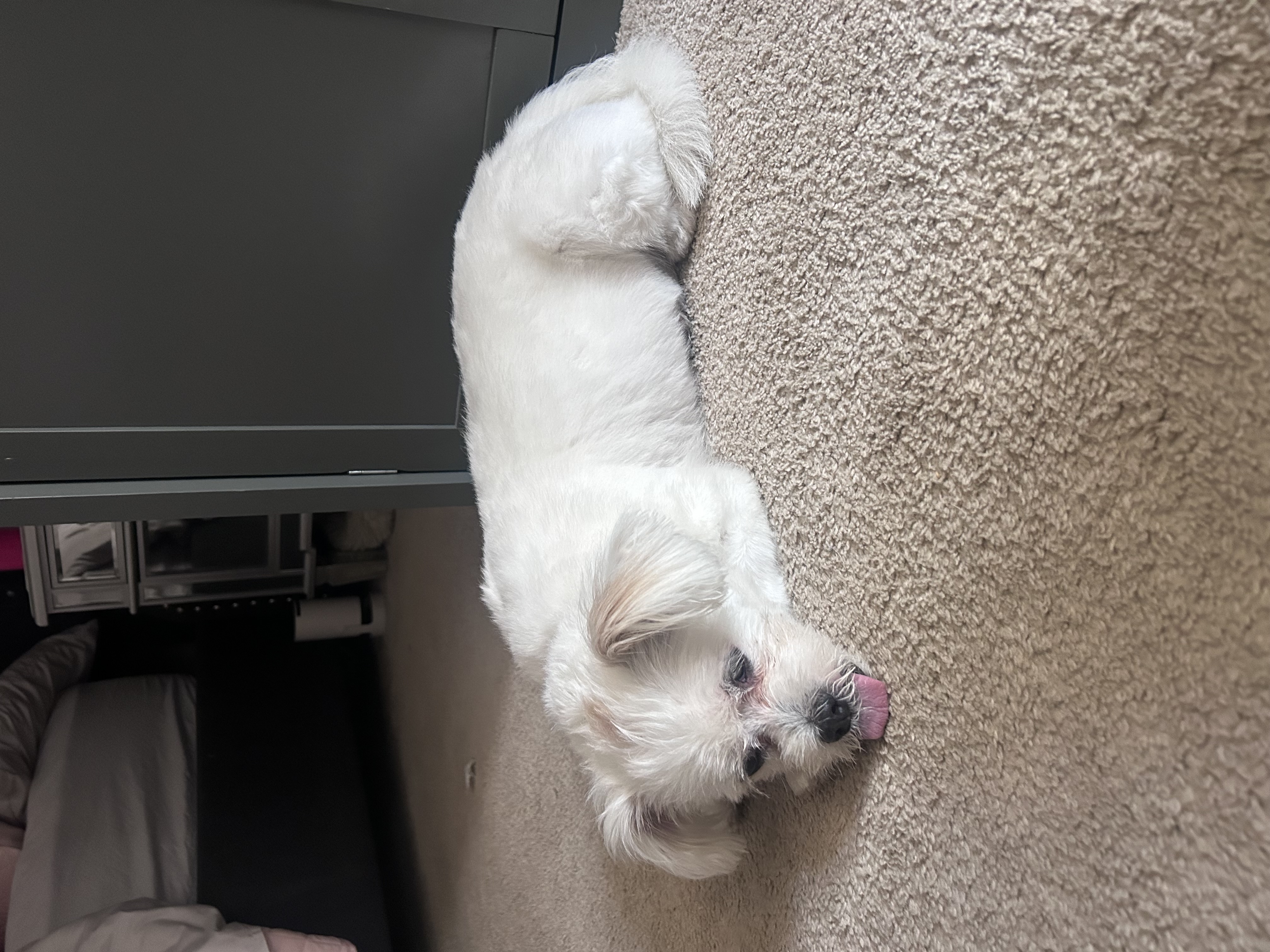 A small white dog resting on the carpet