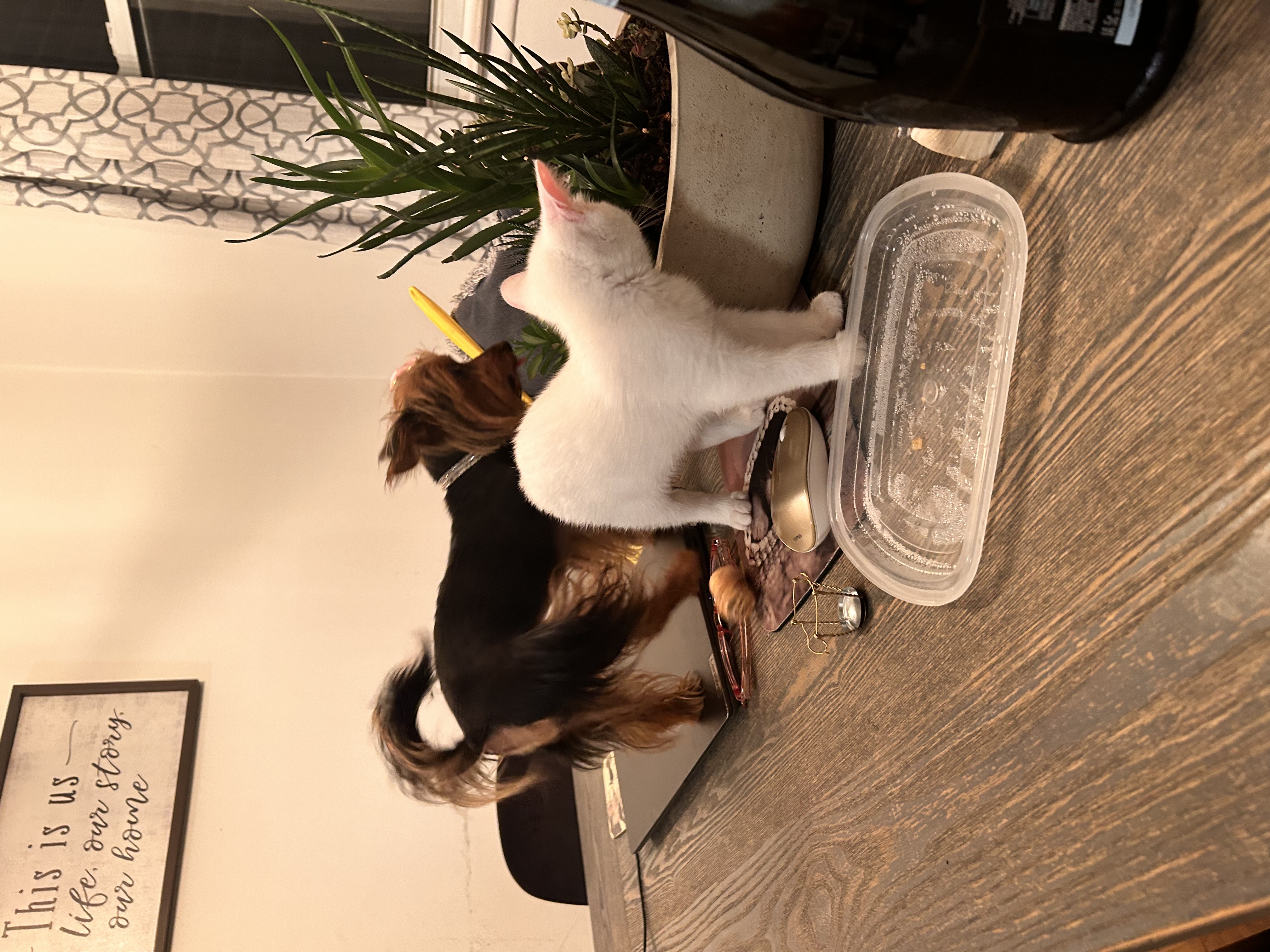 A small dog and white cat exploring together