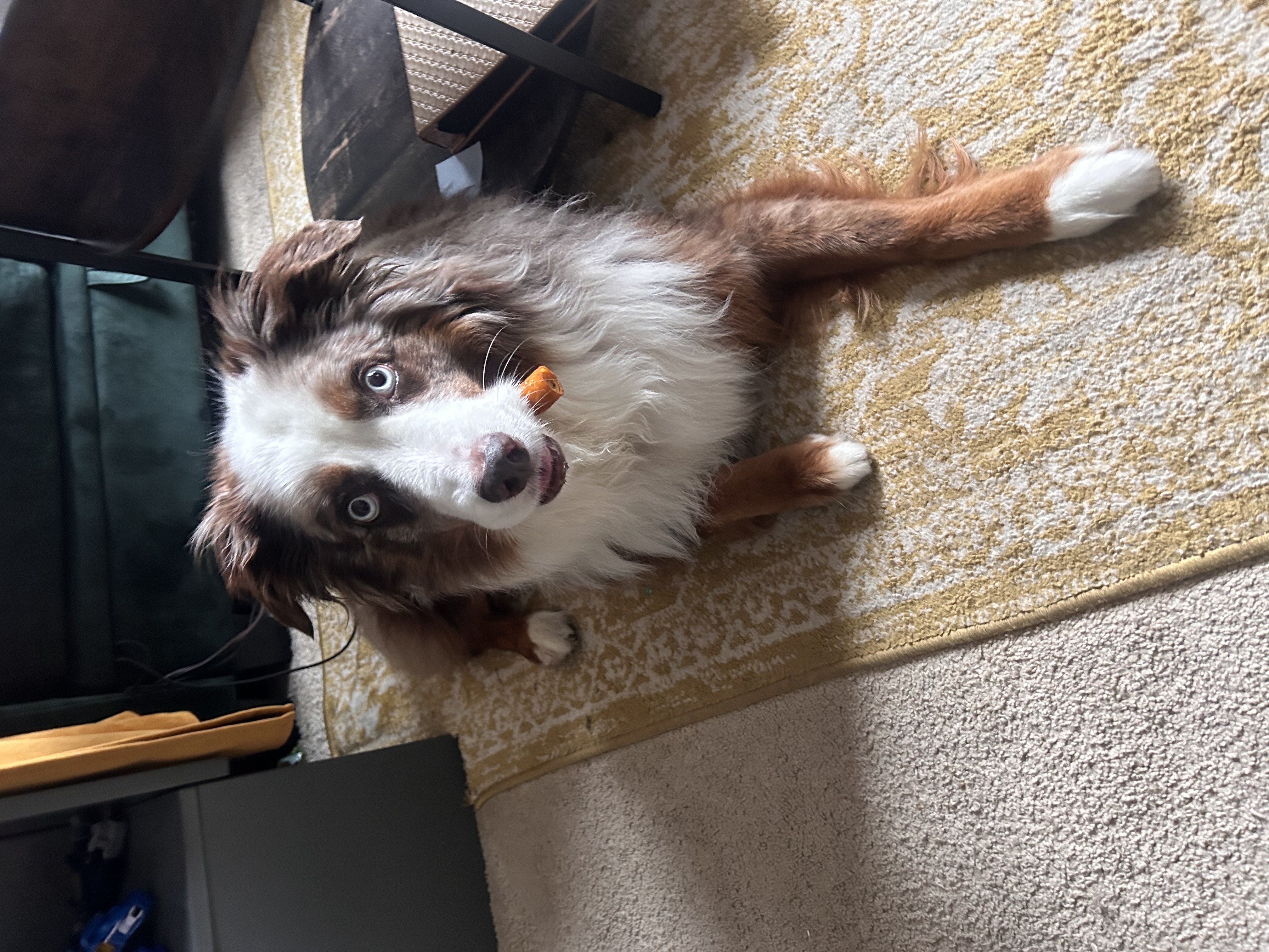 A brown and white dog looking at the camera