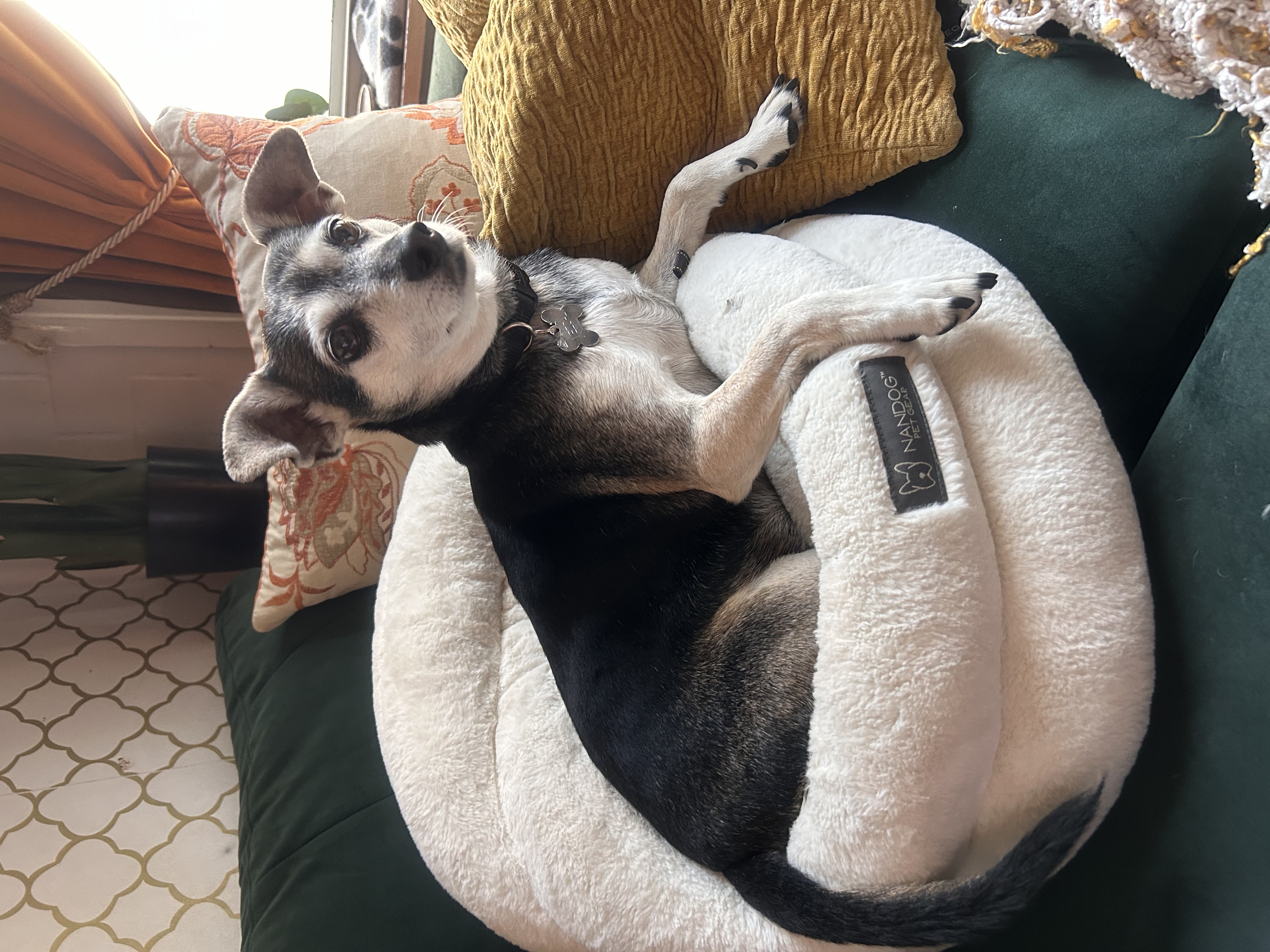 A small dog resting in a soft bed