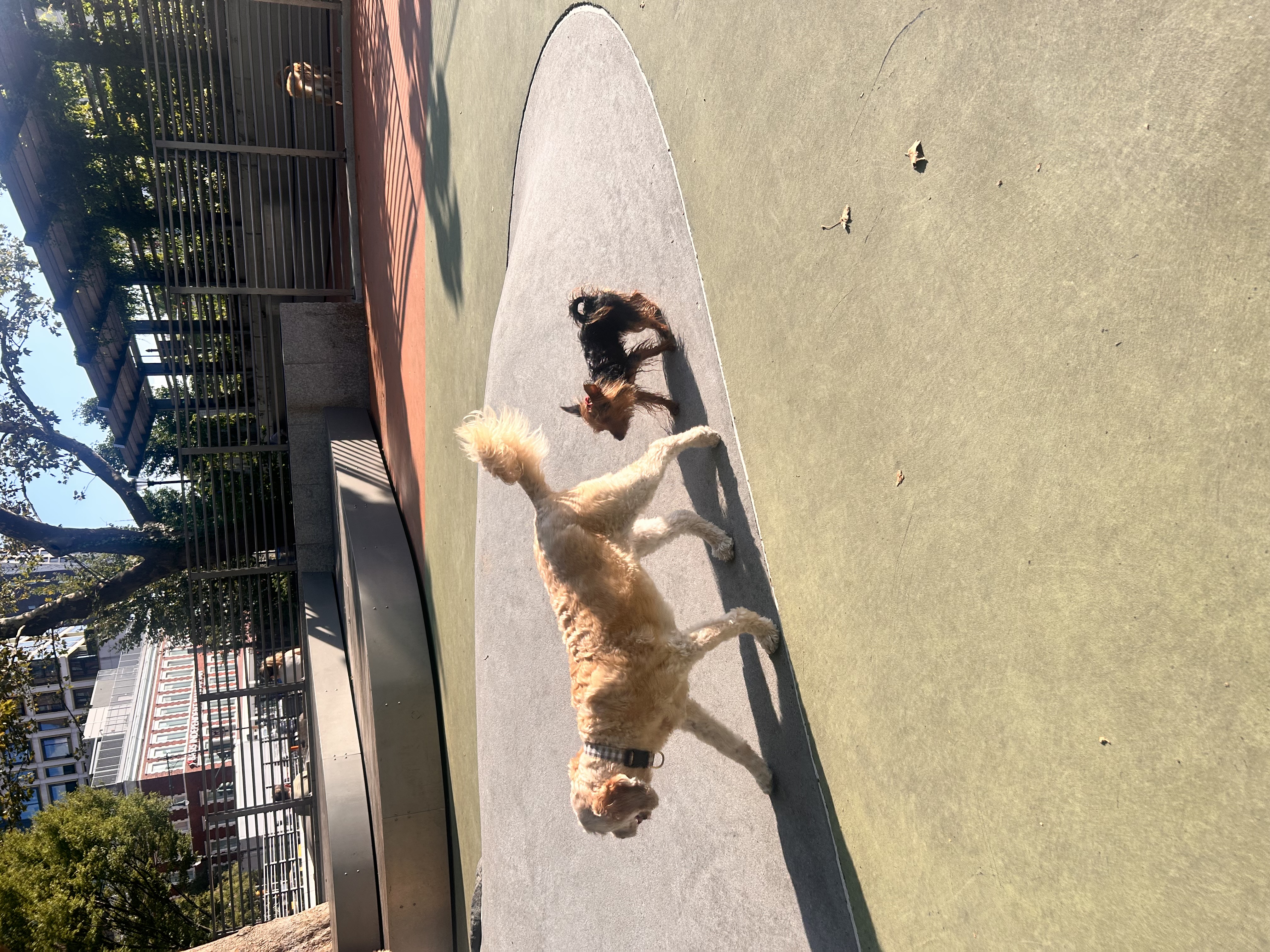Two dogs enjoying an outdoor outing