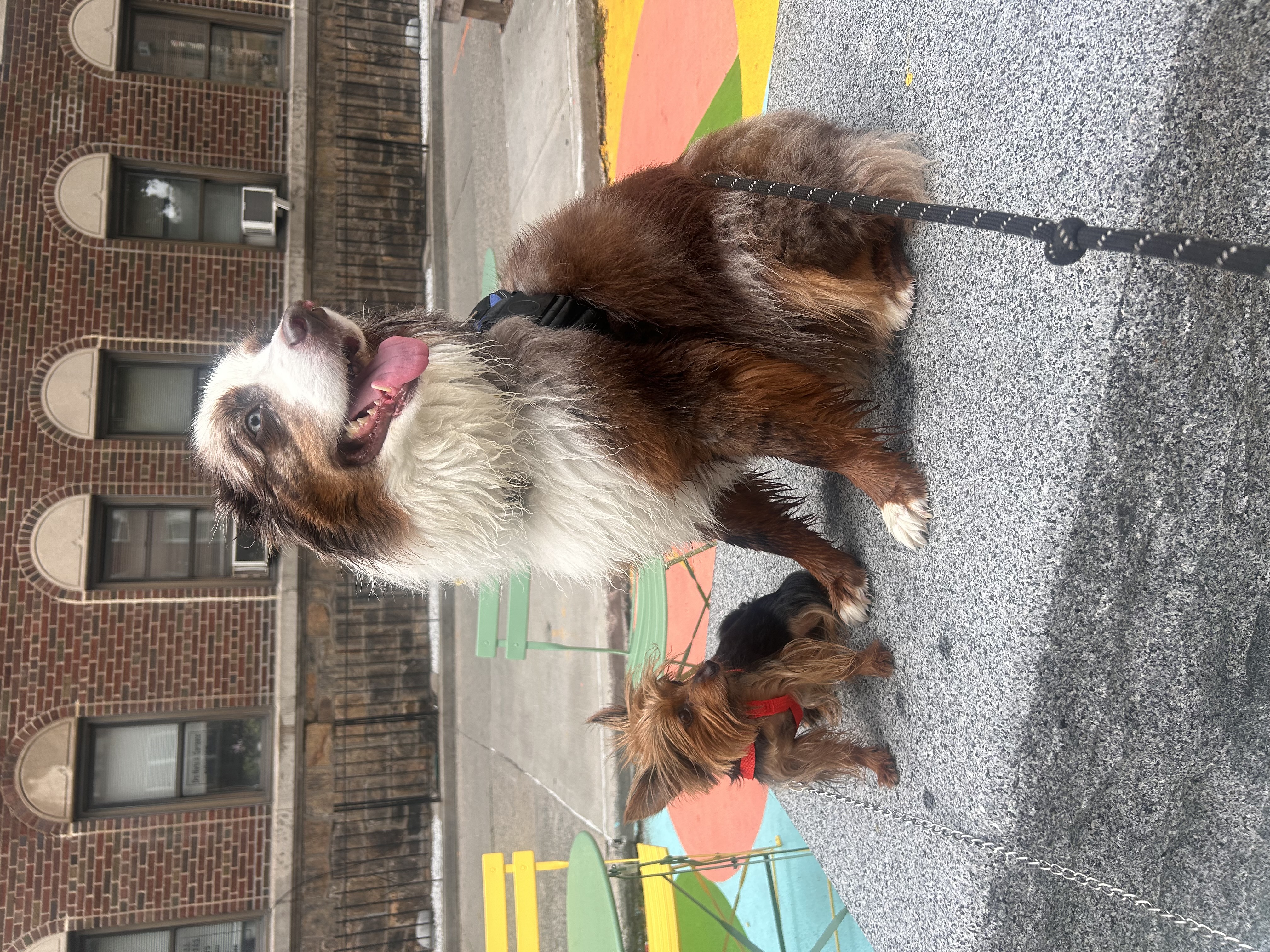 Two dogs sitting together outdoors