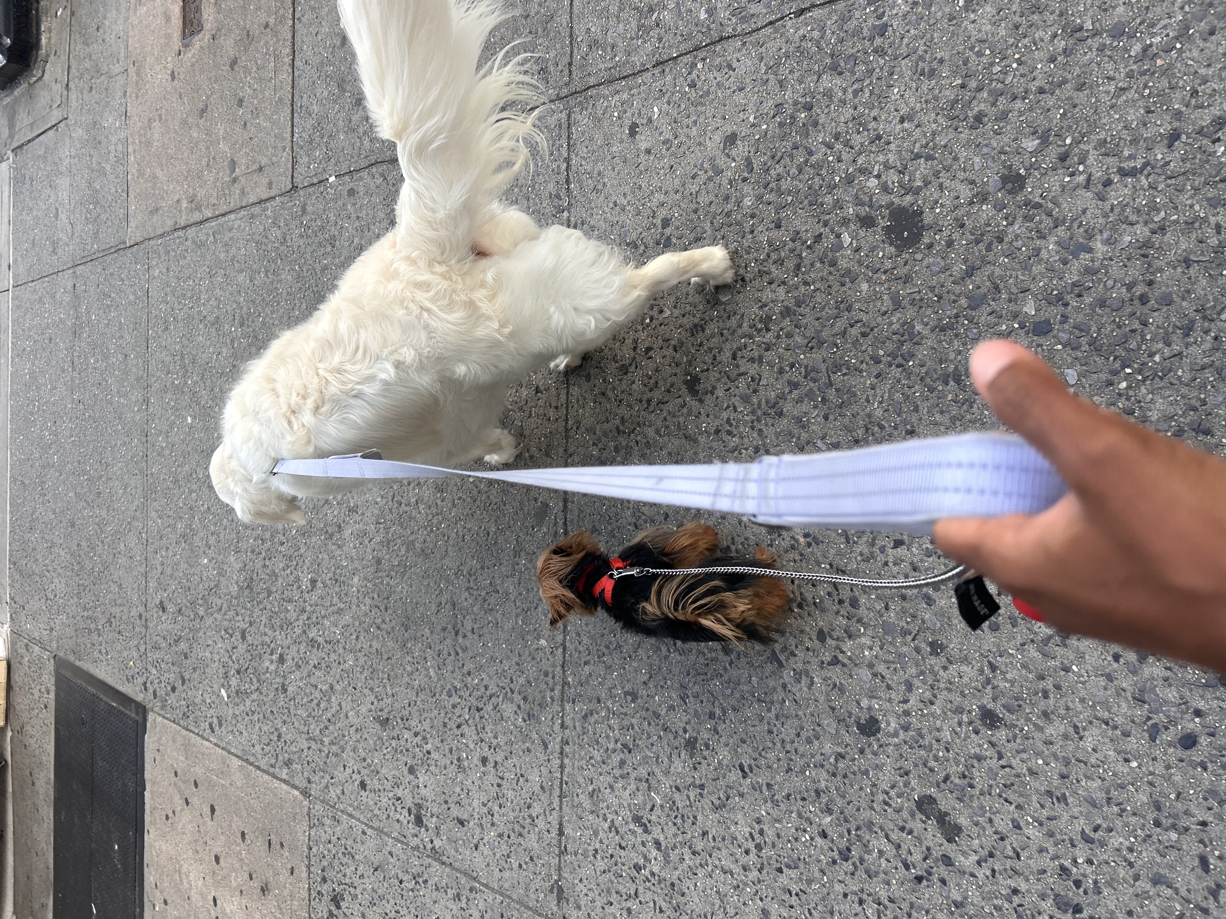 Two dogs on a neighborhood walk