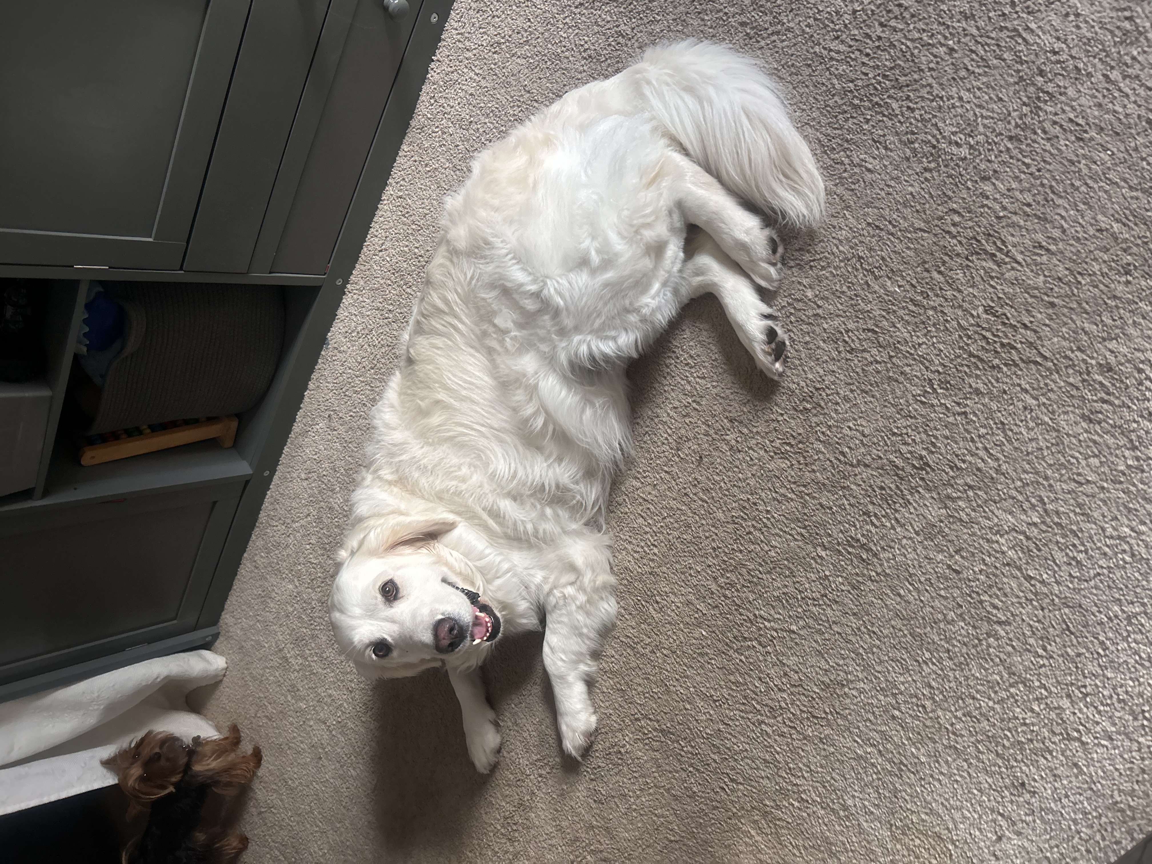A fluffy white dog relaxing at home